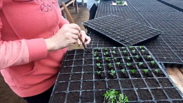 Пикировка капусты смотреть онлайн