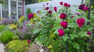 Сочетания роз с многолетниками, дизайн южного сада своими руками, 10.06.2025 г. Пятигорск. #цветы