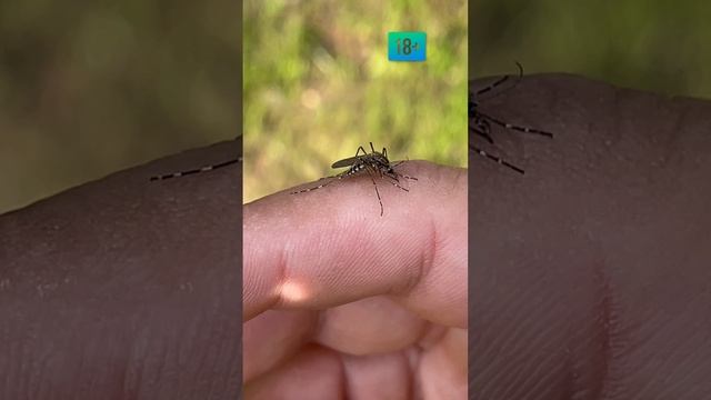 Комар пьёт мою кровь