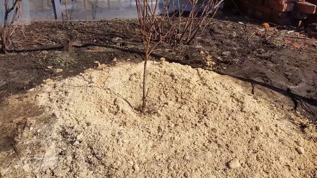 персик, зима-весна 2020.