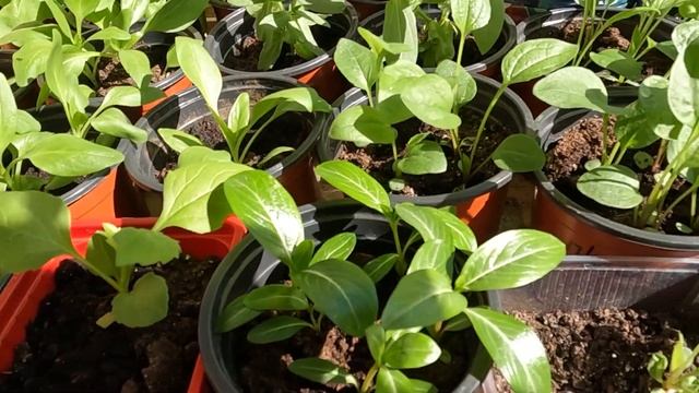 Мороз меняет планы. Покупка саженцев.