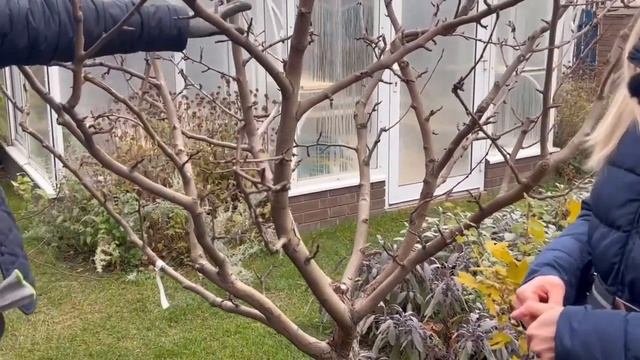 Как ПРОФЕССИОНАЛЫ готовят сад к зимовке?