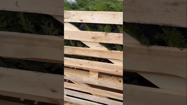 Отправка саженцев. Упаковка в обработанные ящики.