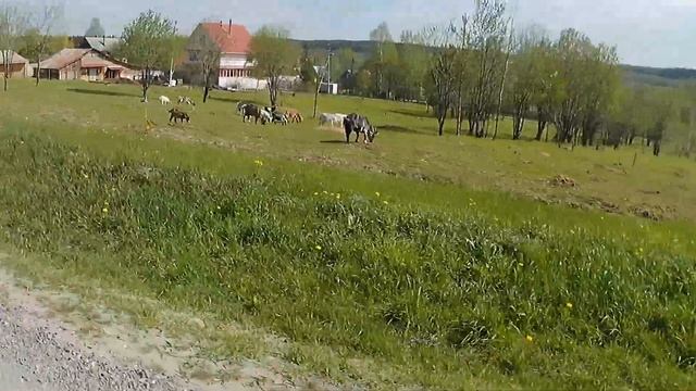 FGP/Красный Восход/Perm смотреть онлайн