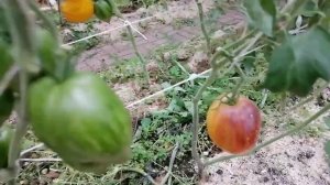 Томат Сладкая карамель Софии