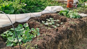 Огородные дела 12 июня 2025 года все высажено! Жара и обзор урожайных грядок.