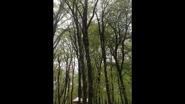 Наши леса