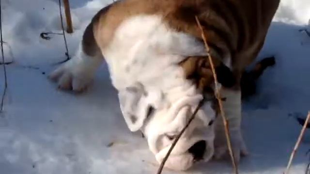 Щенок английского бульдога, рыжий мальчик.