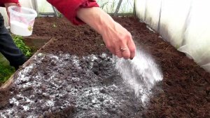 Простое средство от муравьёв. Старый метод работает.