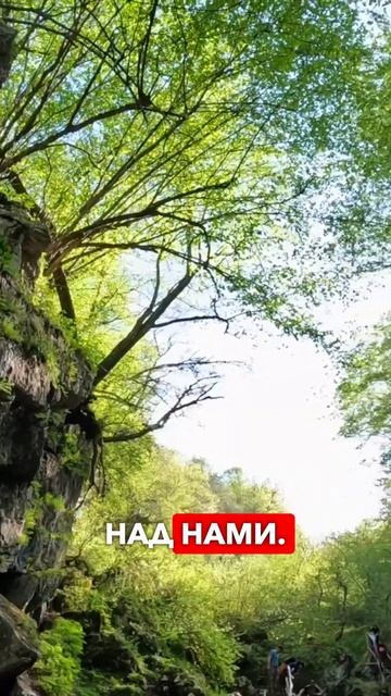 Деревья над нами сомкнулись! #shibargan #осетия #кудапоехатьвотпуск смотреть онлайн