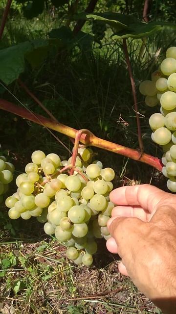 Зимостойкий виноград Чудо