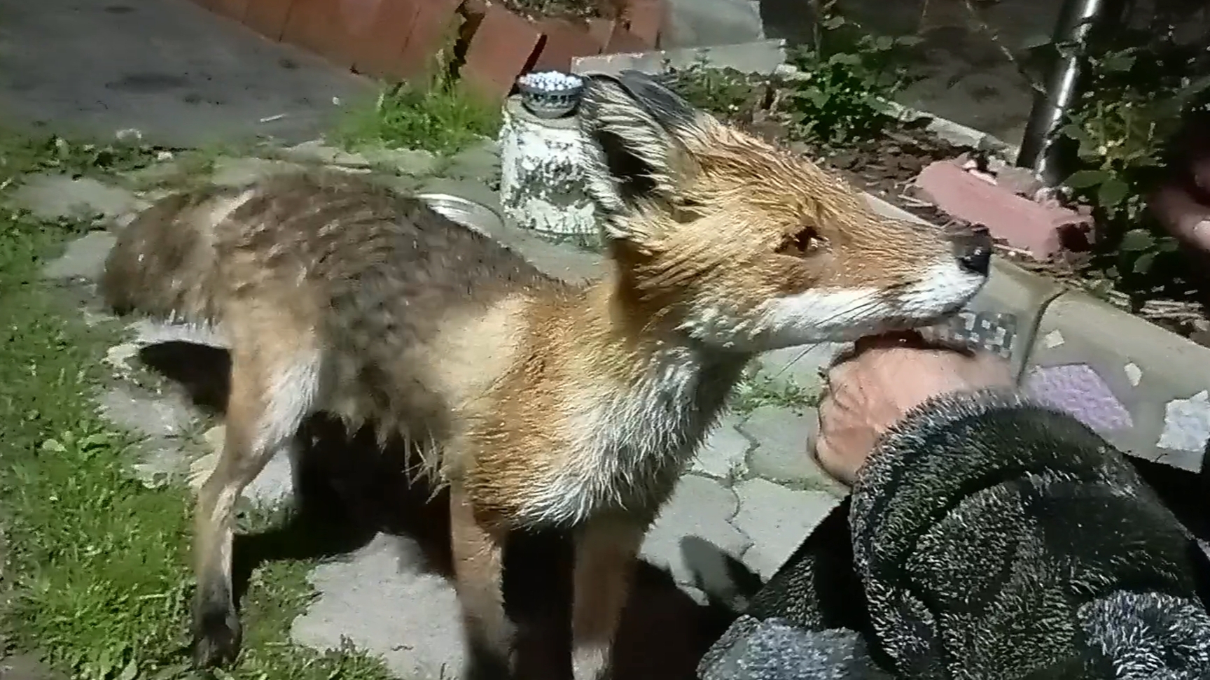 (1040) Лиса приходит в гости. Июнь 2025 смотреть онлайн