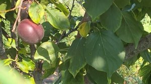 Абрикос  Черикос  (гібрид )на 18.07.2024