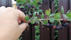 Мичуринский крыжовник Негус в нашем саду 2023