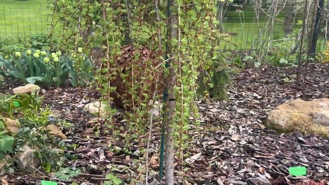 Моя хвойная клумба!