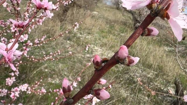 В Крыму зацвели персики! смотреть онлайн
