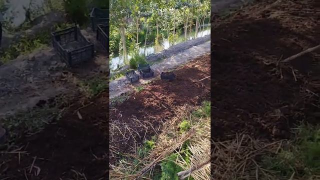 Баликчи тумани марказига 10 кв КАЛИФОРНИЯ КИЗИЛ ЧУВАЛЧ