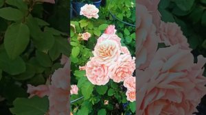 Роза Поль Бокюз. Первое цветение в 2024.