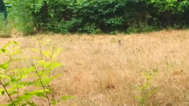 КАРПАТЫ  СЕЗОН АЛЫЧИ ОТКРЫТ Животные в Закарпат?