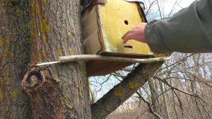 Когда ставить ловушки на пчёл? Эксперимент с ловушкам?