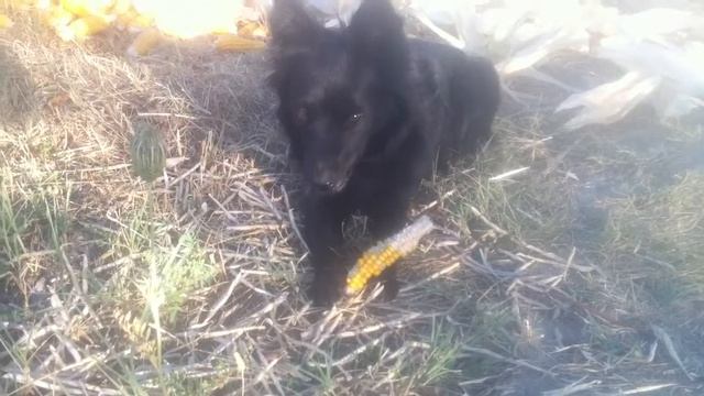 Собака ест кукурузу
