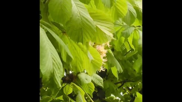 🌿2347🌿 Наш прохладный май 🌿#город#природа 2025 год