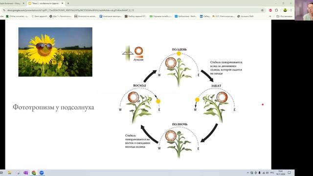 Урок 2 : движения растений. Настии, тропизмы, ауксин, ст?