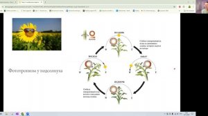 Урок 2 : движения растений. Настии, тропизмы, ауксин, ст?