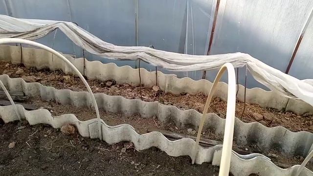Суббота. Чудеса природы - спящий чеснок !