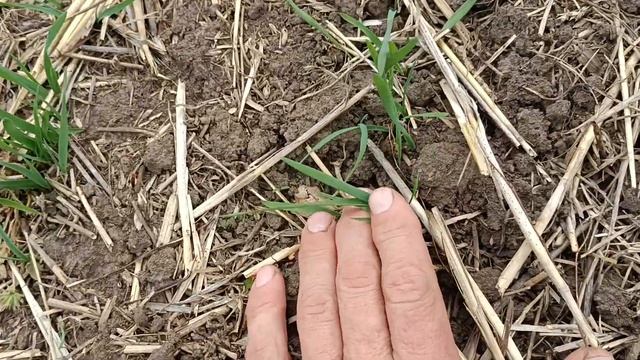 Всходы овса при весеннем безпахотном посеве