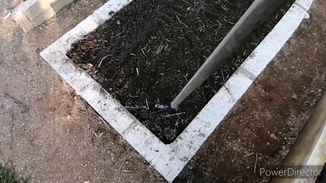 14 мая, сею морковь, пеку пирожки с зеленым луком