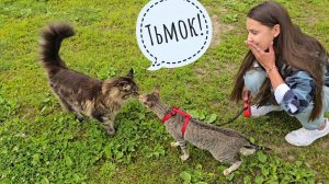 К Морошке приехал треугольный кот! В  ⁨Избушку -  новый житель от Кошкиного Дома. Дана бесит сову