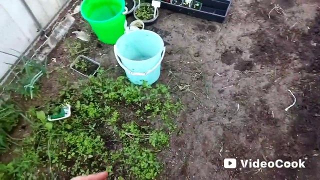 Большой огород,нужная покупка #жизньвбеловежскойпуще смотреть онлайн