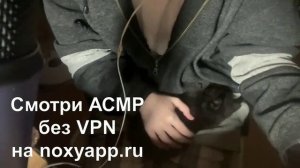 asmr я завела котенка | мурчание и игрушки, таппинг, кот