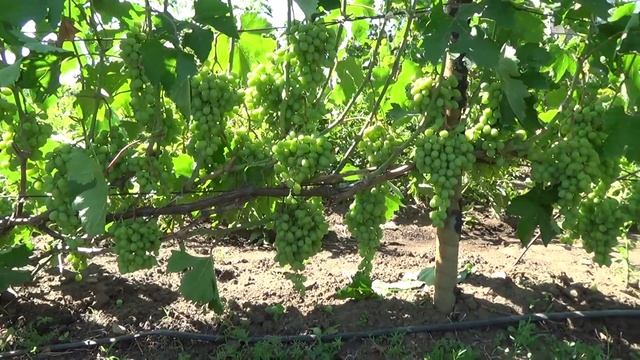 АНТОНИЙ ВЕЛИКИЙ