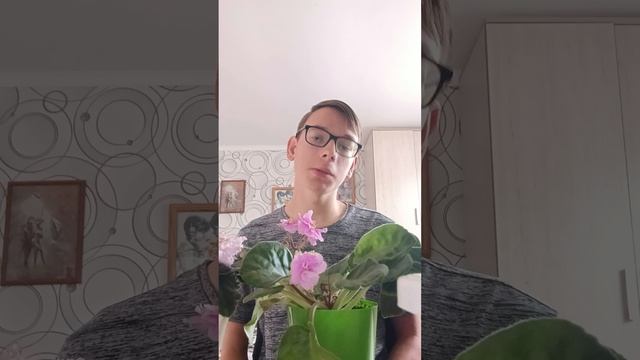 фиалки