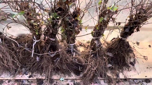 Саженцы жимолости Каприфоль в продаже, апрель 2025г