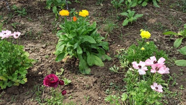 Что мы можем в свои 86лет!? Выращивать прекрасный сад! смотреть онлайн