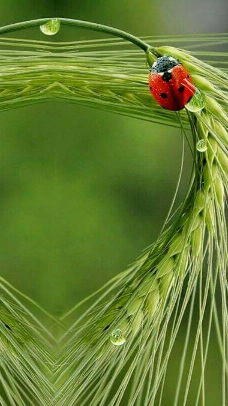 Благословения на Счастье, Любовь и Успех _ слушай и принимай! смотреть онлайн