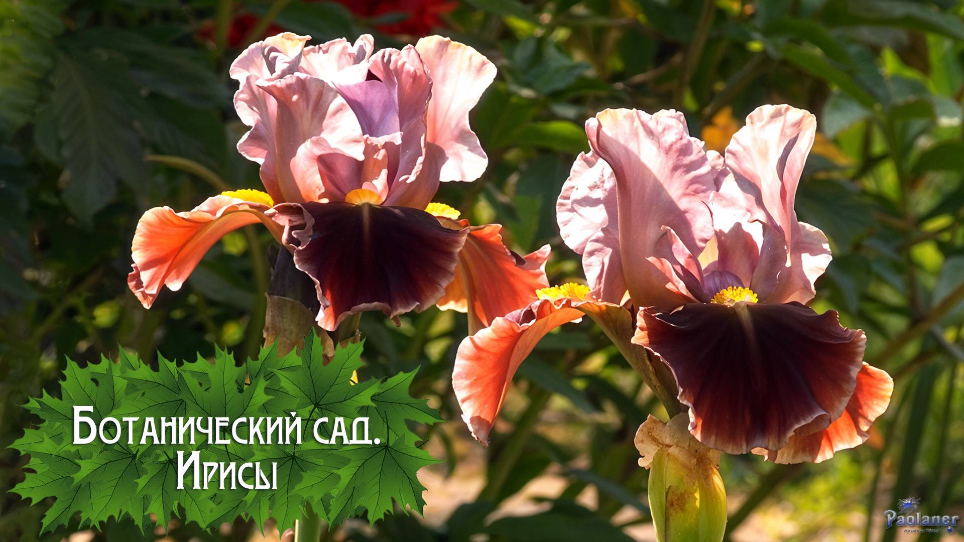 Ботанический сад. Ирисы (2025) смотреть онлайн