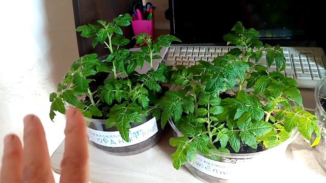 Обзор  Низкорослых  сортов Рассады🍅🍅🍅  ПОМИДОР  для