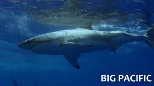 Великий Тихий океан. 3, 4 и 5 серии (Прожорливый _ Страстный _ Закулисье)