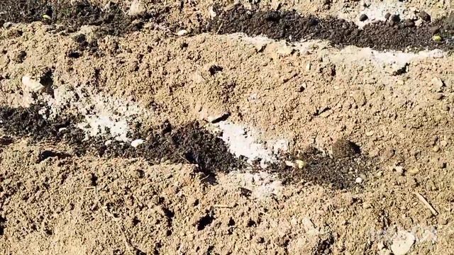 Озимый и Яровой Чеснок. Посадка 04.05.25.