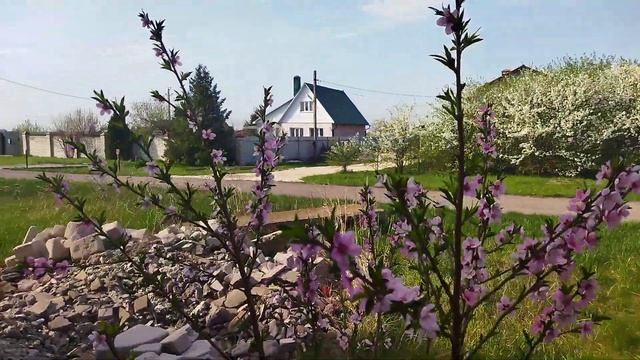 Цветение персика Фрост. смотреть онлайн