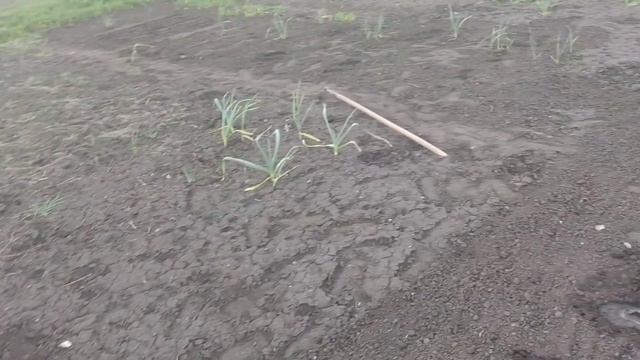 Рубрика сад - огород / Продолжаем наблюдать /