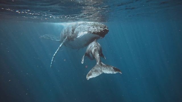 Семья китов.