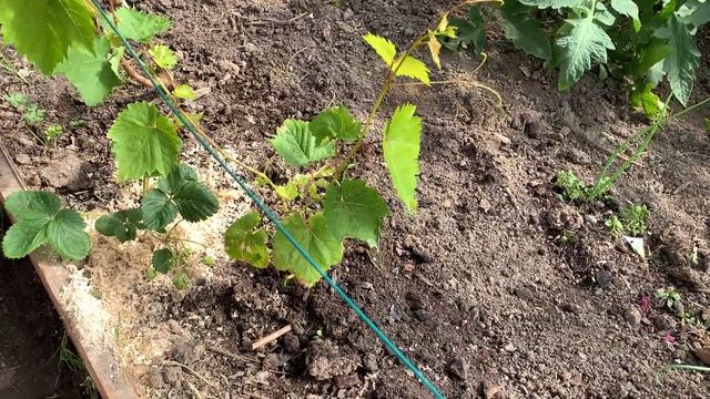 Наши новинки, виноград в теплице, второй год вегетации