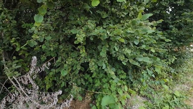 Огород в Германии и ежевика в поле