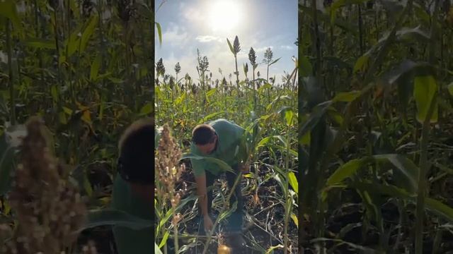 використання сорго цукрового