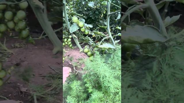 НИЦССА Черрики поспели🍅👍РОЗОВЫЙ МЕШОК, КОТИК, ГУСЕН